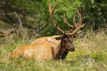 Naklejka premium Huge deer sleeps in the grass in nature, zoo or reserve
