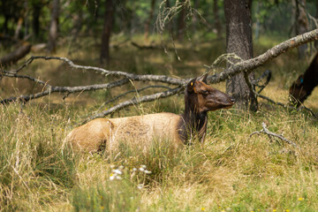 A deer lies in the grass resting, in a nature forest or a nature reserve