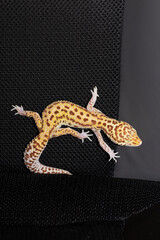 Female gecko eublefara yellow-orange leopard color on a black background