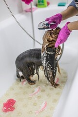 Dog bathing shower