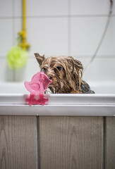 dog Bathing in a bathtube