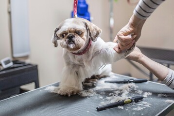 dog behaviour at grooming saloon