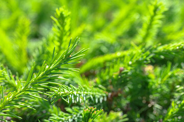 Background. Young sprigs of green fir for Christmas.