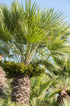 Palme mit Samen - Nahaufnahme