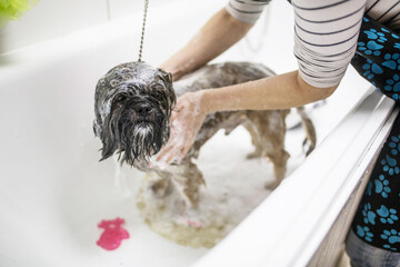 Dog having a shower