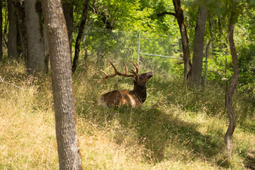 Lonely deer sleeping or resting in the forest in the grass