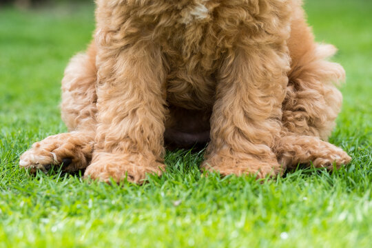 Abstract view of the lower half of a mini poodle puppy seen sitting on grass in a park. Showing her hypoallergenic, non shedding fur.