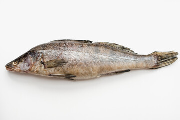 pike perch on white background, fish on white background, River fish