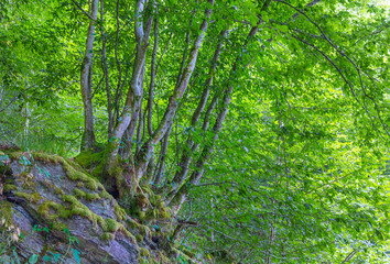 Old forest in the Belgian Ardennes in the region of Bouillon during summer time.