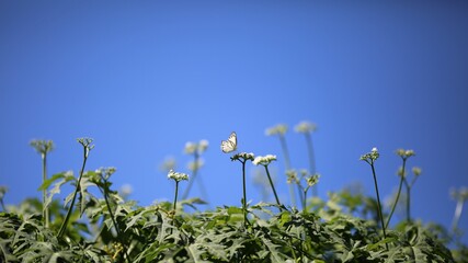 Obraz premium Butterfly and white flowers on blue sky background
