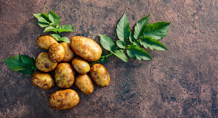 Raw  potato with green leaves on a brown background.