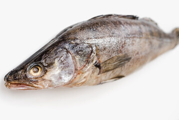pike perch on white background, fish on white background, River fish