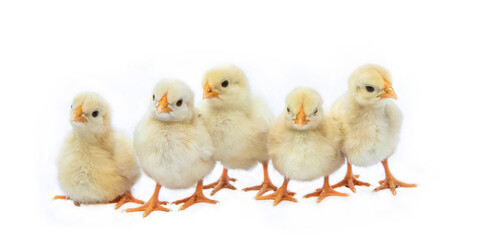 Chicks in photostudio