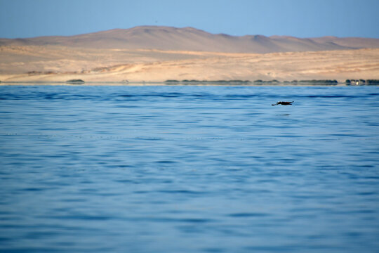 The Paracas Peninsula 29