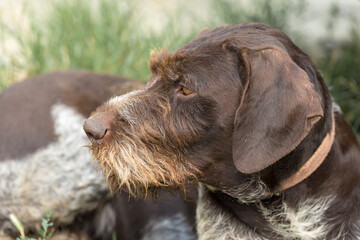 Hunting dog resting on the grass, German hunting watchdog drahthaar