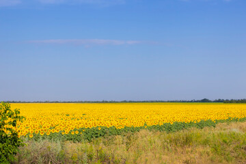 sunflower field. The agriculture, farming concept