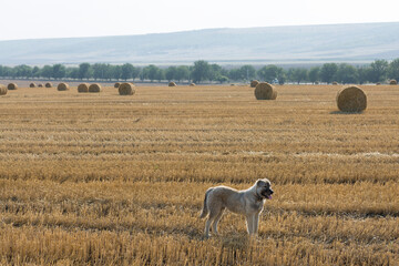 A dog stands in a wheat field after harvesting. Big round bales of straw.