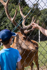deer in the zoo