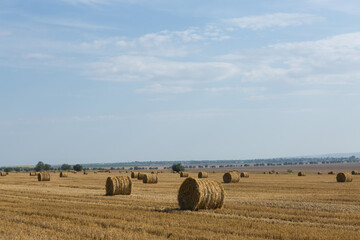 Field after harvest in the morning. Large bales of hay in a wheat field.