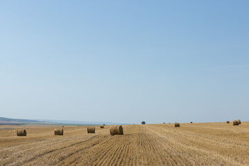 Field after harvest in the morning. Large bales of hay in a wheat field.