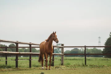 Foto op Plexiglas portrait of a brown chestnut horse running in paddock and nature, galopping and walking. Portraiture of a young horse.   © PhotobySharon.nl