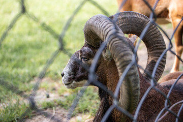 goat in the zoo