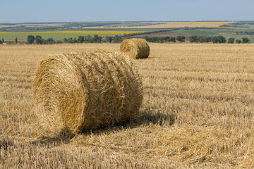 Field after harvest in the morning. Large bales of hay in a wheat field.