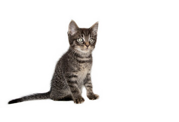 Tabby kitten in photostudio