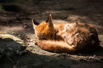 sly red fox