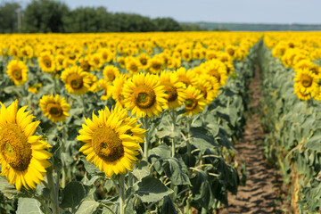 Obraz premium Bright golden sunflower field at sunset.