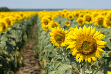 Fototapeta premium Bright golden sunflower field at sunset.