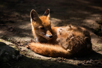 sly red fox