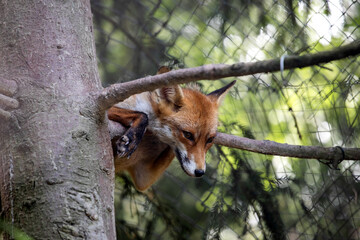 red fox in tree