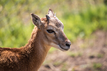 portrait of a young goat