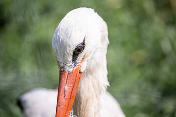 head white stork 