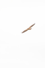 One common buzzard bird, bird of pray, buteo buteo, in flight against a white sky