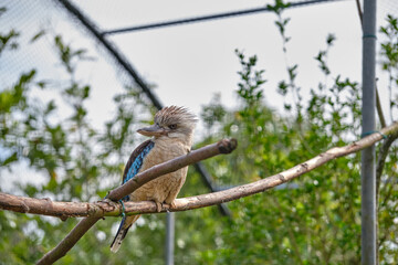 Blue-winged kookaburra, bird sitting on a branch. Wildlife, bird watching