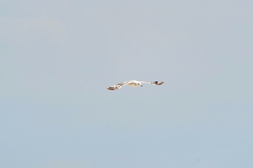 Beautiful white seagull flying against the blue sky and white clouds, freedom and flight concept