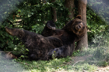 brown bear scratching ass