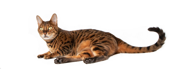 Bengal cat in studio