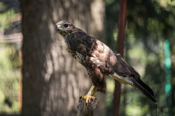 red-tailed hawk
