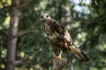 red-tailed hawk