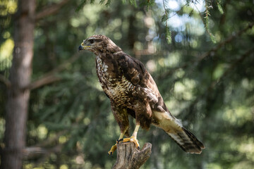 red-tailed hawk