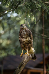 red-tailed hawk 