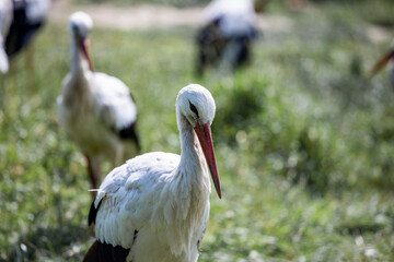 white stork in the grass