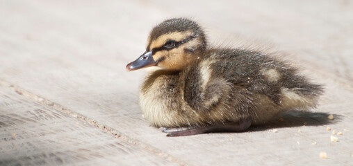 Duckling sitting