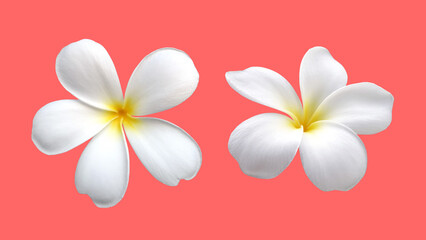 two blooming pure white frangipani flower head isolated on pink