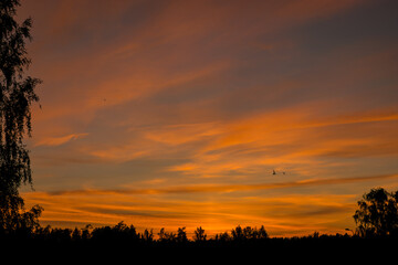 colorful sunset skies and black tree silhouettes, summer