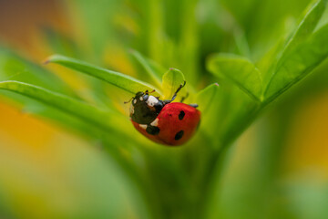 Close-up of a ladybug on green leaves