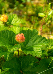 Cloudberry grow in the swamp in latvia, summer in the swamp